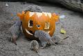 2015-10-22 07-16-55b